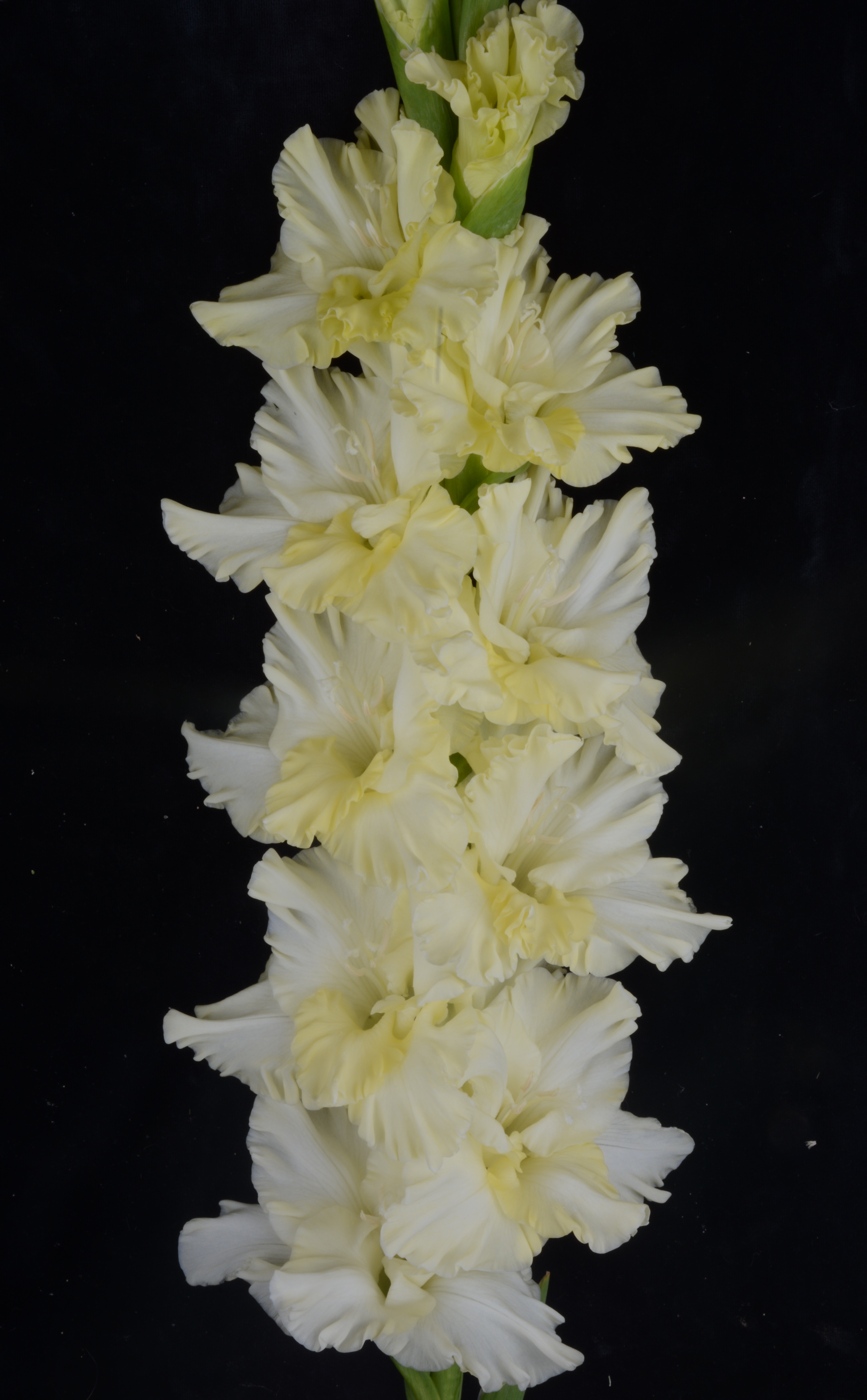 Гладиолус крупноцветковый Скованные Одной Цепью